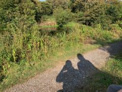 More detouring inland to go round MoD property - the path heads inland at Hythe and runs alongside the Royal Military Canal for a bit.